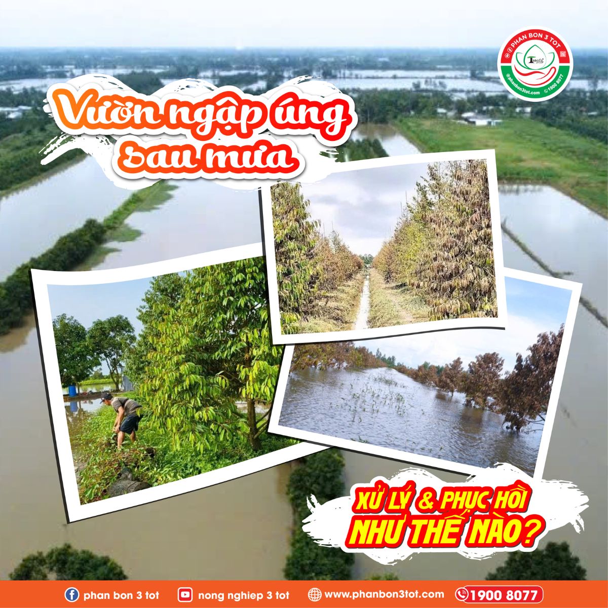 VƯỜN NGẬP ÚNG SAU MƯA -  XỬ LÝ & PHỤC HỒI NHƯ THẾ NÀO?