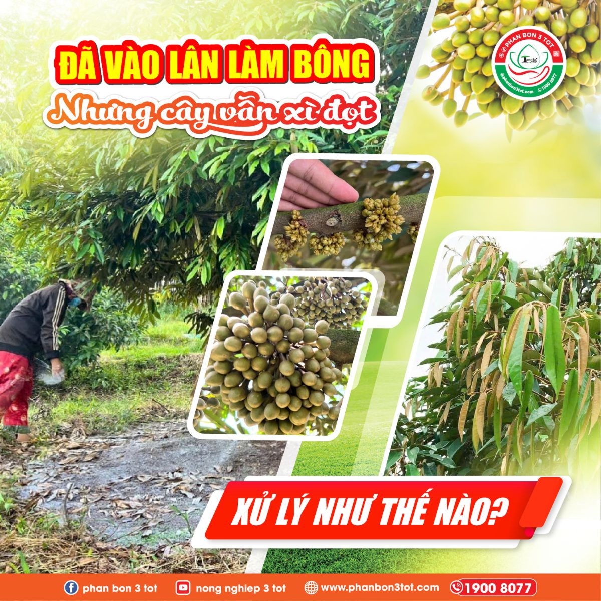 ĐÃ VÀO LÂN LÀM BÔNG NHƯNG CÂY VẪN XÌ ĐỌT – CÁCH XỬ LÝ HIỆU QUẢ