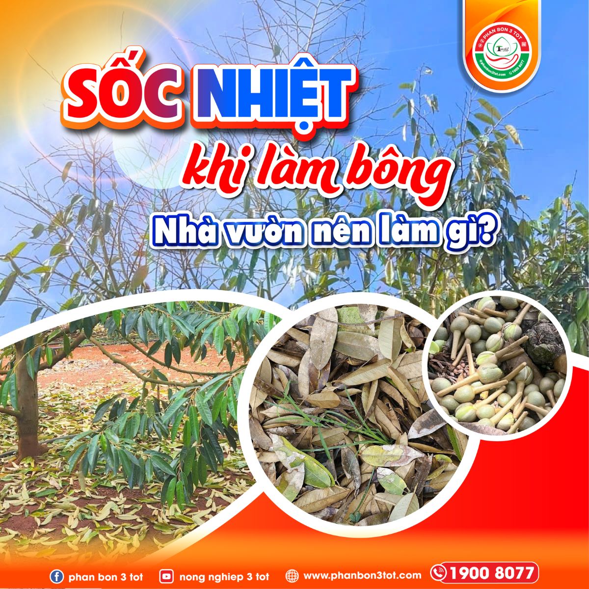 SỐC NHIỆT KHI LÀM BÔNG SẦU RIÊNG – CÁCH GIỮ BÔNG, GIỮ TRÁI HIỆU QUẢ