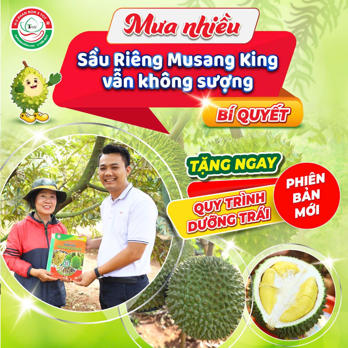 MUSANG KING MÙA MƯA KHÔNG SƯỢNG NHỜ BÍ QUYẾT DƯỠNG TRÁI HIỆU QUẢ MUSANG KING MÙA MƯA KHÔNG SƯỢNG NHỜ BÍ QUYẾT DƯỠNG TRÁI HIỆU QUẢ