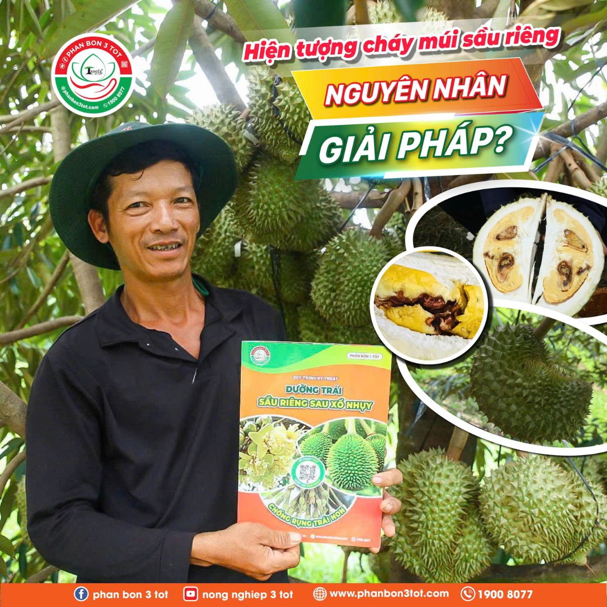 CHÁY MÚI SẦU RIÊNG - NGUYÊN NHÂN VÀ CÁCH PHÒNG NGỪA  CHÁY MÚI SẦU RIÊNG - NGUYÊN NHÂN VÀ CÁCH PHÒNG NGỪA