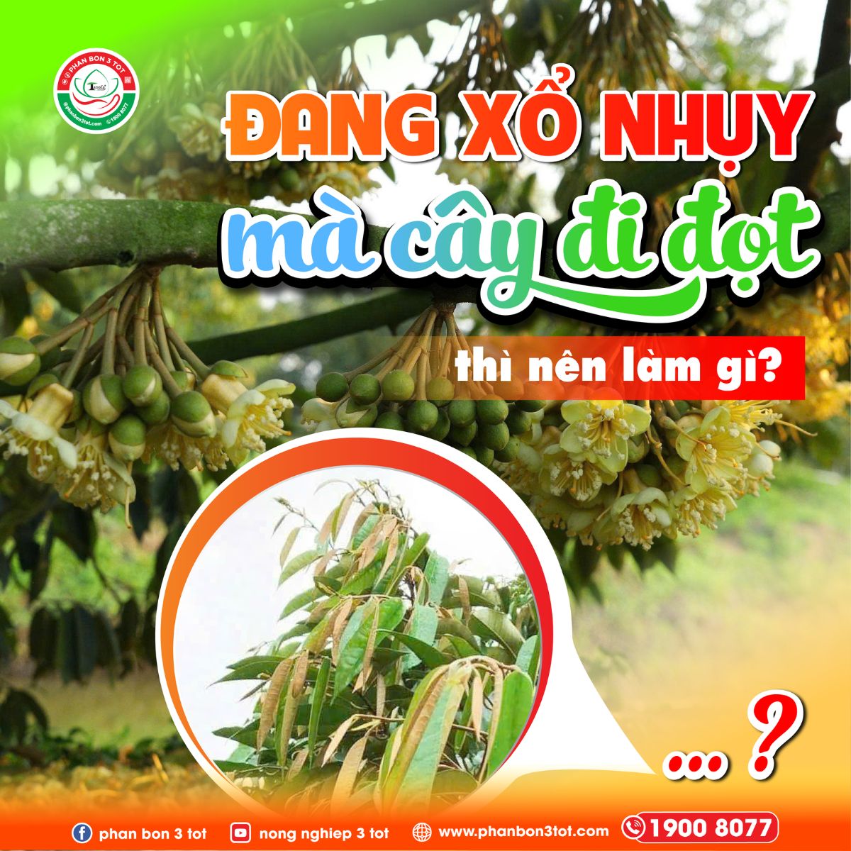 SẦU RIÊNG ĐANG XỔ NHỤY MÀ ĐI ĐỌT - XỬ LÝ THẾ NÀO ĐỂ KHÔNG RỤNG BÔNG?