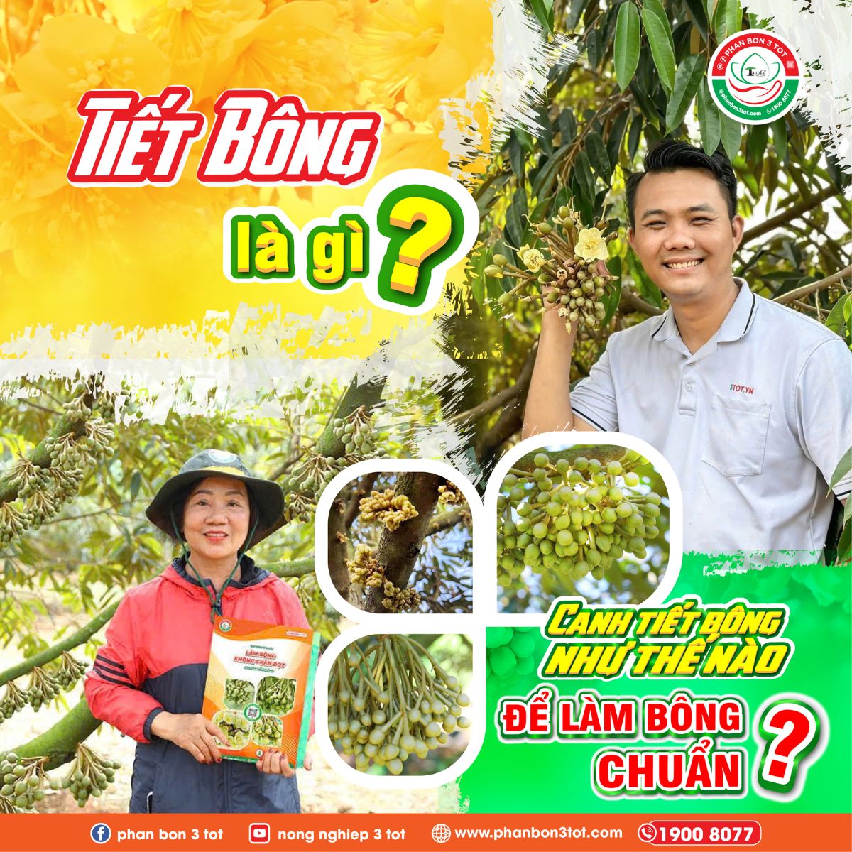 TIẾT BÔNG LÀ GÌ? CANH TIẾT BÔNG NHƯ THẾ NÀO ĐỂ LÀM BÔNG CHUẨN? 