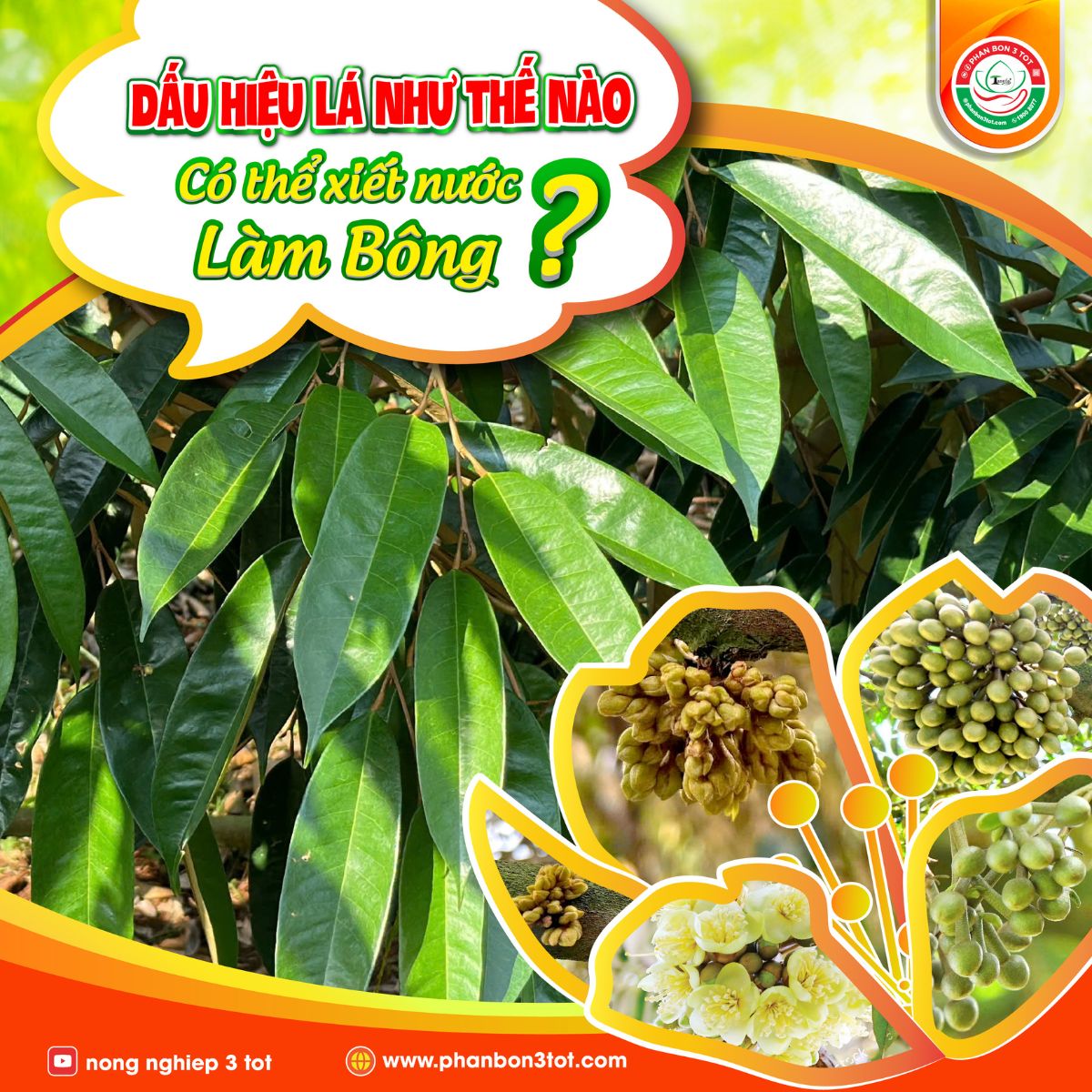 DẤU HIỆU LÁ NHƯ THẾ NÀO THÌ CÓ THỂ XIẾT NƯỚC TẠO MẦM LÀM BÔNG?