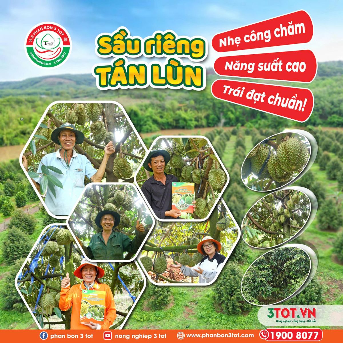 SẦU RIÊNG TÁN LÙN - NHẸ CÔNG CHĂM, NĂNG SUẤT CAO, TRÁI ĐẠT CHUẨN!  SẦU RIÊNG TÁN LÙN - NHẸ CÔNG CHĂM, NĂNG SUẤT CAO, TRÁI ĐẠT CHUẨN!