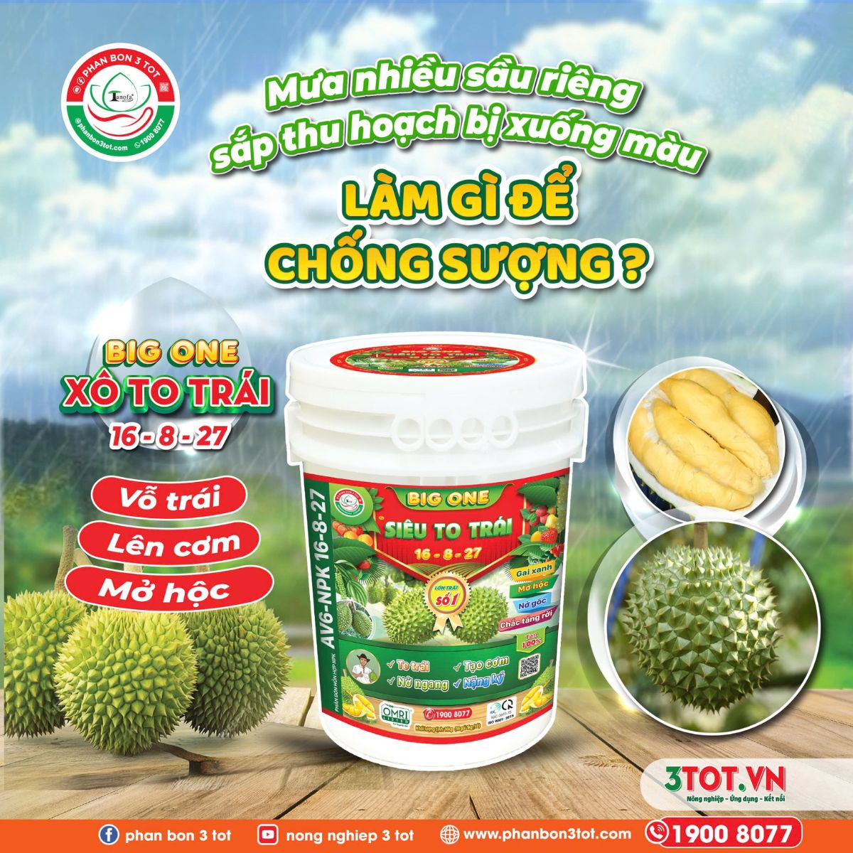 MƯA NHIỀU, SẦU RIÊNG SẮP THU XUỐNG CƠM, DƯ NƯỚC - LÀM GÌ ĐỂ CHỐNG SƯỢNG! MƯA NHIỀU, SẦU RIÊNG SẮP THU XUỐNG CƠM, DƯ NƯỚC - LÀM GÌ ĐỂ CHỐNG SƯỢNG!