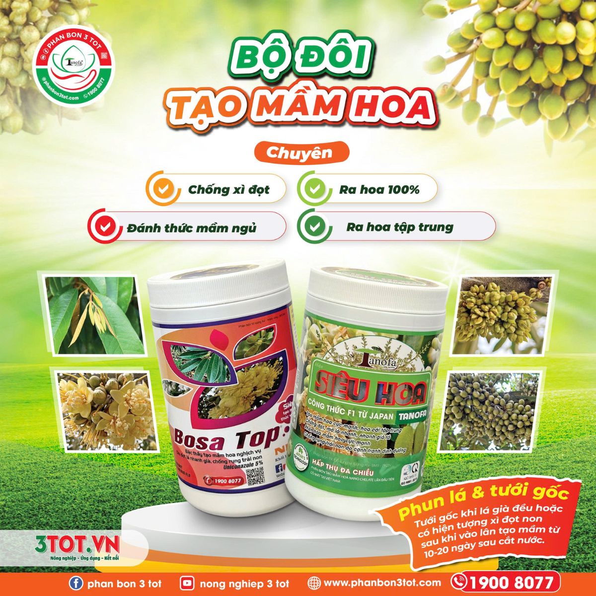 BỘ ĐÔI TẠO MẦM HOA: RA HOA ĐỒNG LOẠT - CHỐNG XÌ ĐỌT MÙA MƯA BỘ ĐÔI TẠO MẦM HOA: RA HOA ĐỒNG LOẠT - CHỐNG XÌ ĐỌT MÙA MƯA