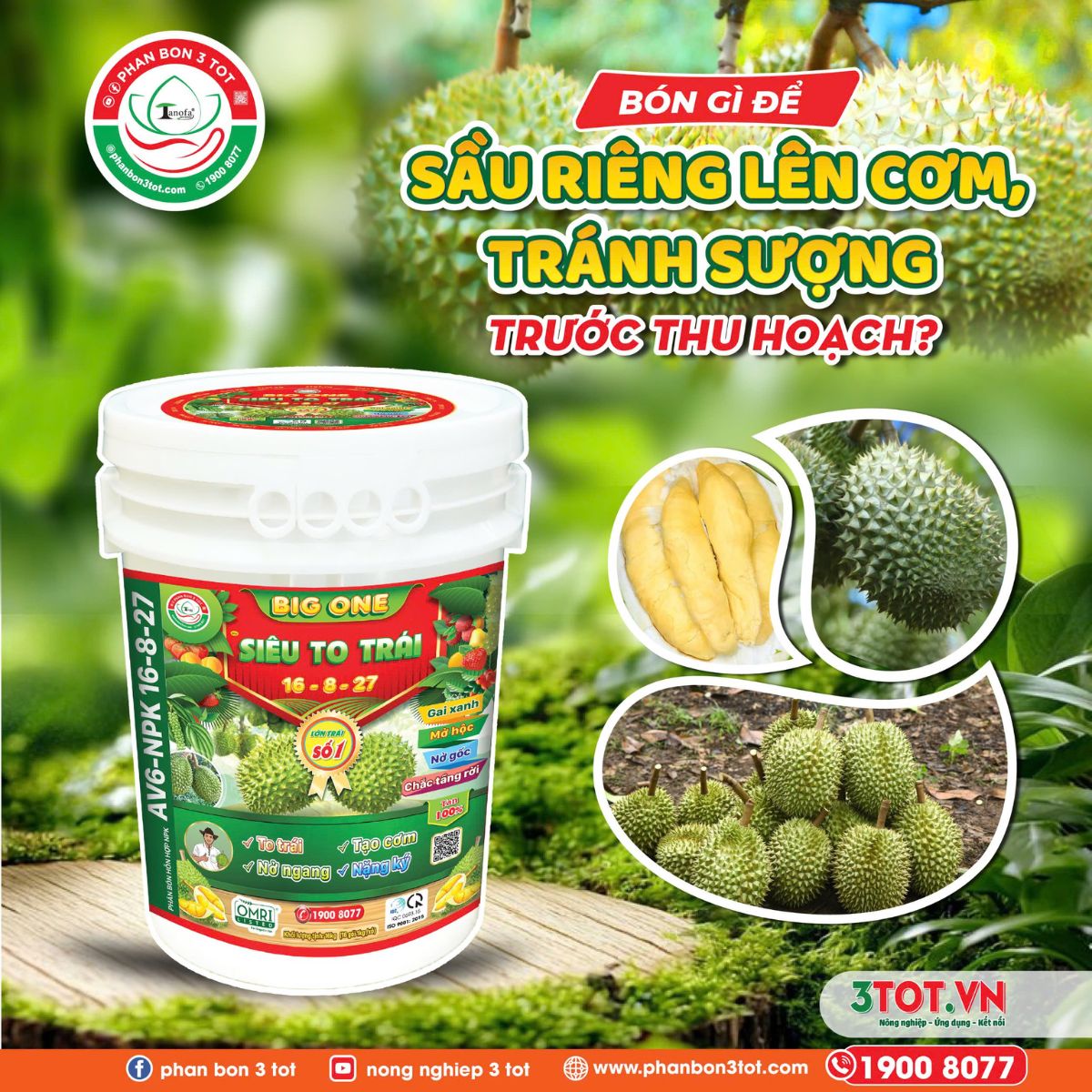 BÓN GÌ ĐỂ SẦU RIÊNG LÊN CƠM, TRÁNH SƯỢNG TRƯỚC THU HOẠCH? BÓN GÌ ĐỂ SẦU RIÊNG LÊN CƠM, TRÁNH SƯỢNG TRƯỚC THU HOẠCH?