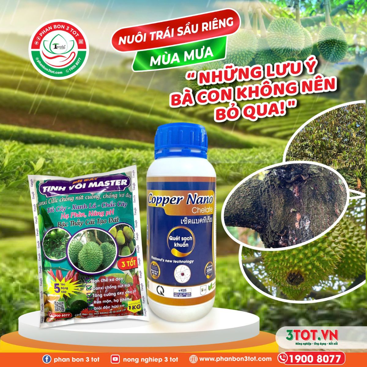 NUÔI TRÁI SẦU RIÊNG MÙA MƯA: NHỮNG LƯU Ý BÀ CON KHÔNG NÊN BỎ QUA! NUÔI TRÁI SẦU RIÊNG MÙA MƯA: NHỮNG LƯU Ý BÀ CON KHÔNG NÊN BỎ QUA!