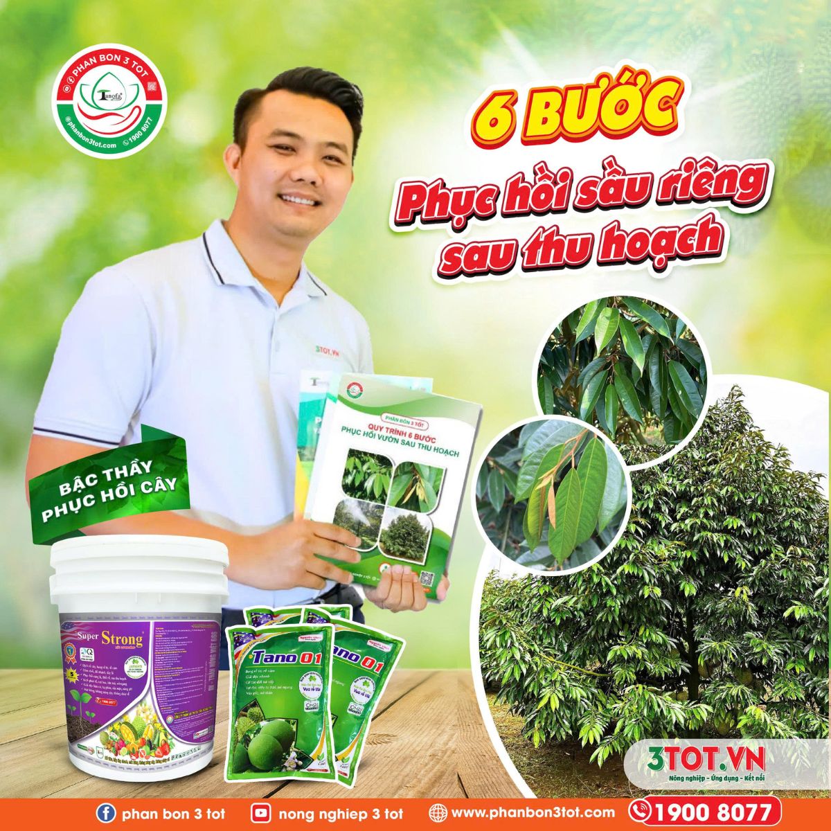 6 BƯỚC PHỤC HỒI VƯỜN SẦU RIÊNG SAU THU HOẠCH  6 BƯỚC PHỤC HỒI VƯỜN SẦU RIÊNG SAU THU HOẠCH