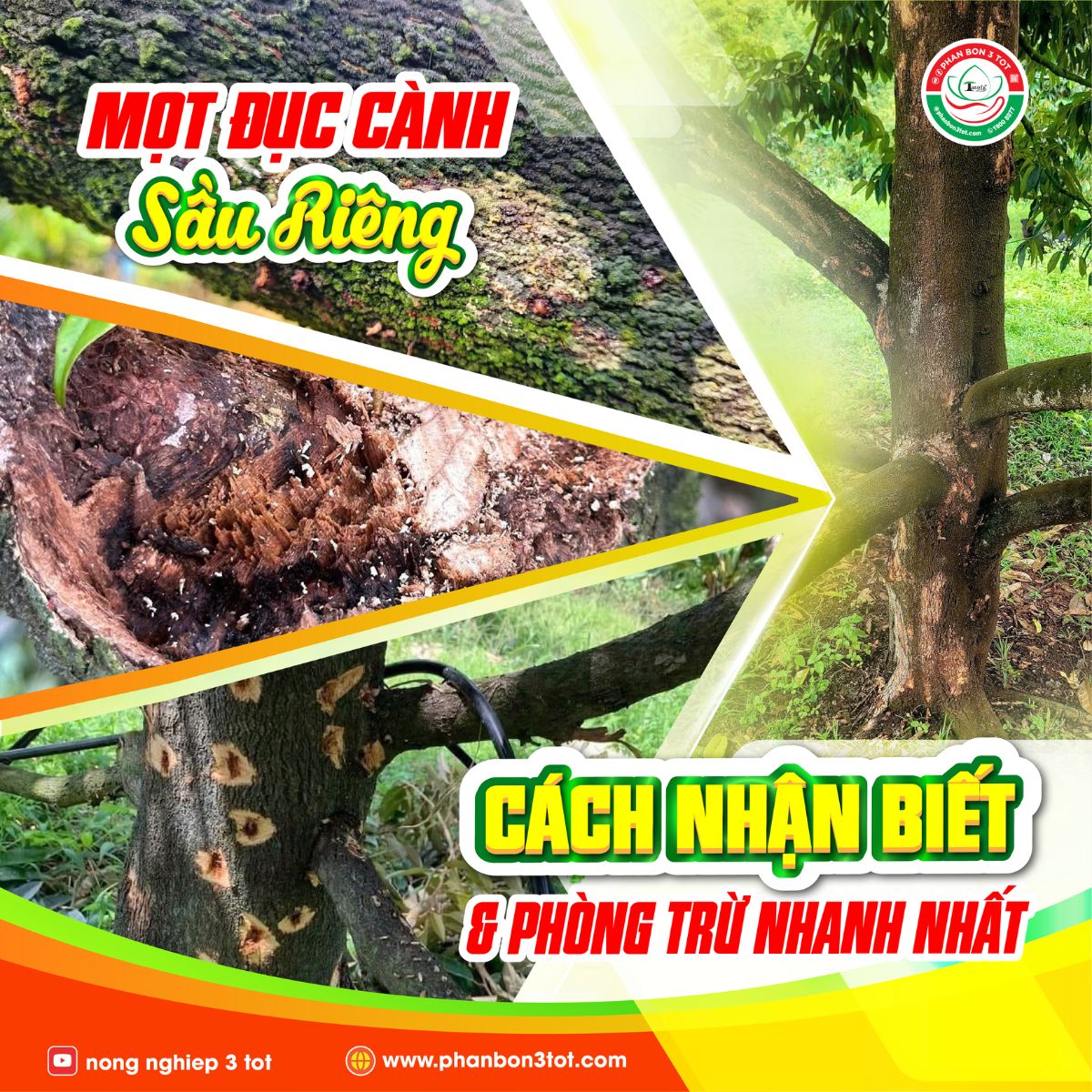 MỌT ĐỤC CÀNH SẦU RIÊNG  - CÁCH NHẬN BIẾT & PHÒNG TRỪ NHANH NHẤT MỌT ĐỤC CÀNH SẦU RIÊNG  - CÁCH NHẬN BIẾT & PHÒNG TRỪ NHANH NHẤT