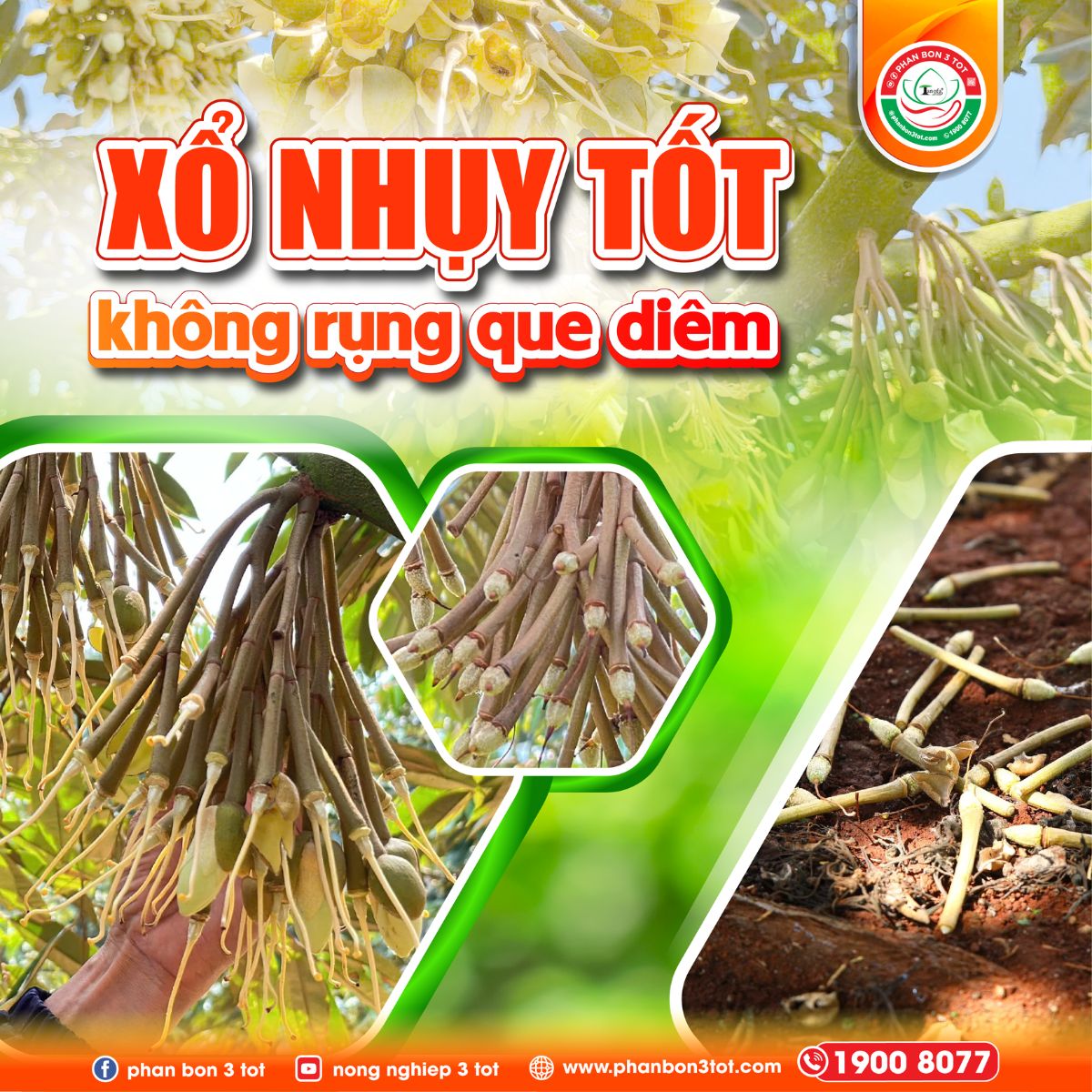 NHÀ VƯỜN CẦN LÀM GÌ ĐỂ SẦU RIÊNG XỔ NHỤY TỐT, KHÔNG RỤNG QUE DIÊM?