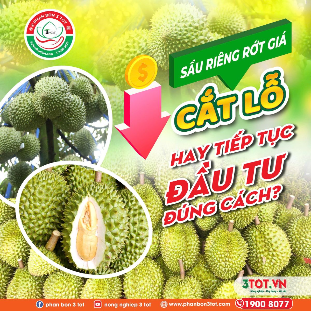 SẦU RIÊNG RỚT GIÁ - NÊN CẮT LỖ HAY TIẾP TỤC ĐẦU TƯ ĐÚNG CÁCH?  SẦU RIÊNG RỚT GIÁ - NÊN CẮT LỖ HAY TIẾP TỤC ĐẦU TƯ ĐÚNG CÁCH?