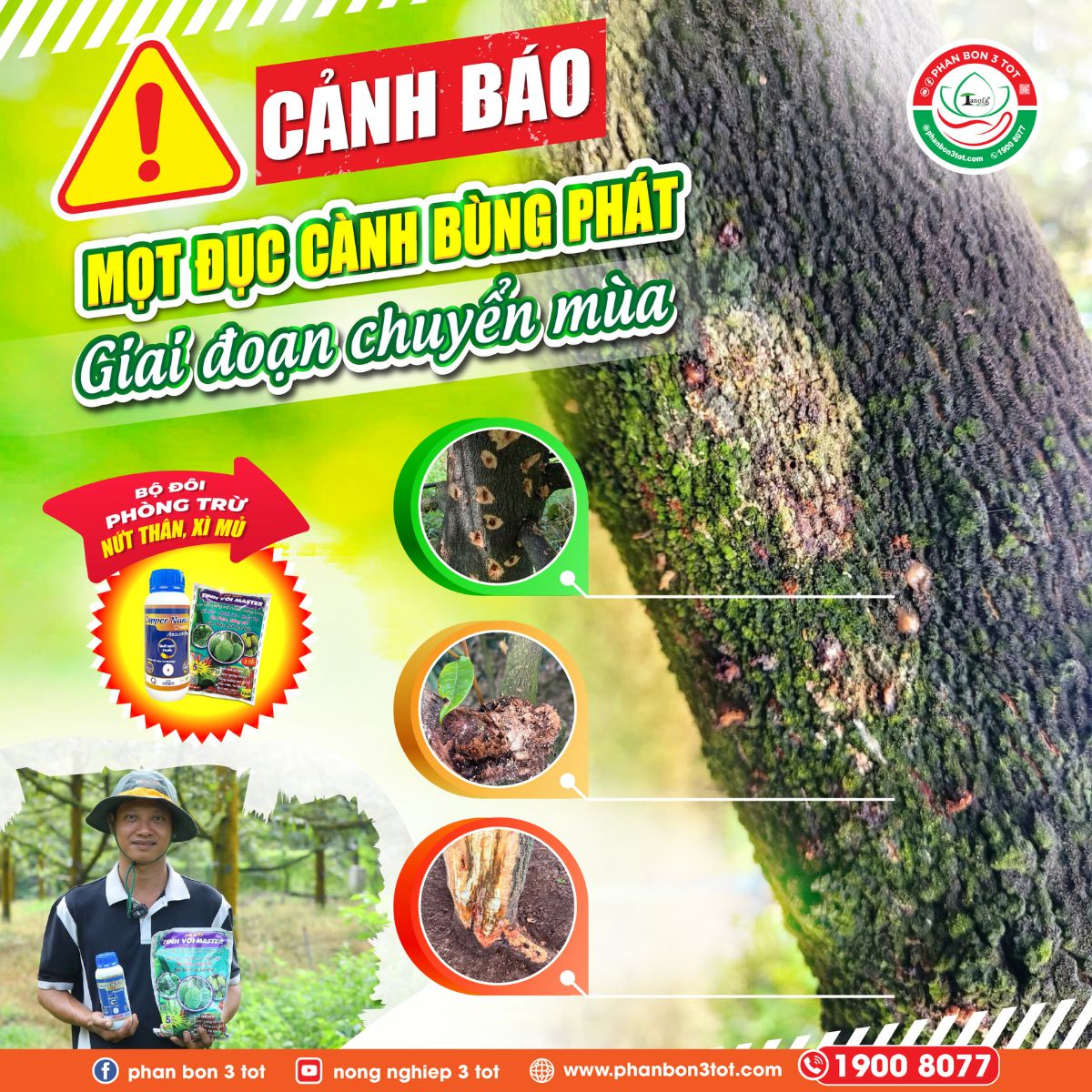 CẢNH BÁO MỌT ĐỤC CÀNH BÙNG PHÁT GIAI ĐOẠN CHUẨN BỊ LÀM BÔNG!