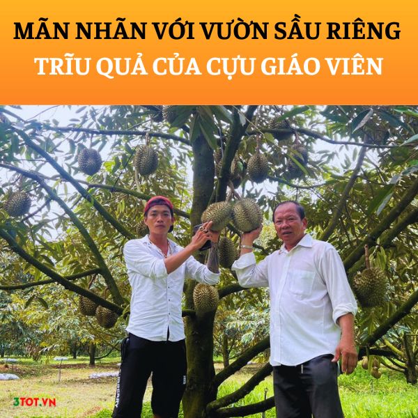 MÃN NHÃN VỚI VƯỜN SẦU RIÊNG MONGTHONG TRĨU QUẢ  CỦA CỰU GIÁO VIÊN