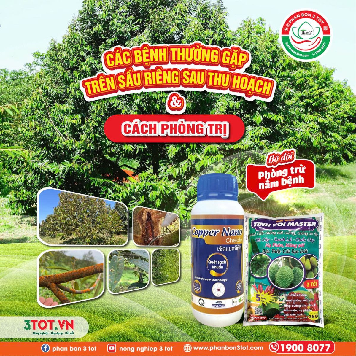 CÁC BỆNH THƯỜNG GẶP TRÊN SẦU RIÊNG SAU THU HOẠCH & CÁCH PHÒNG TRỊ CÁC BỆNH THƯỜNG GẶP TRÊN SẦU RIÊNG SAU THU HOẠCH & CÁCH PHÒNG TRỊ