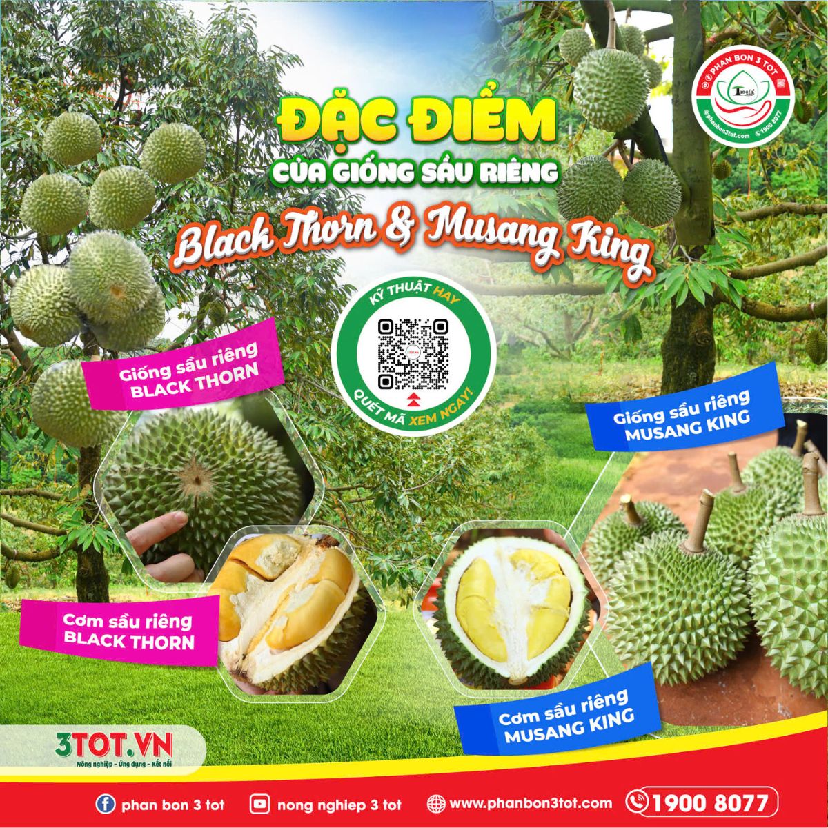 ĐẶC ĐIỂM CỦA GIỐNG SẦU RIÊNG BLACK THORN HAY MUSANG KING ĐẶC ĐIỂM CỦA GIỐNG SẦU RIÊNG BLACK THORN HAY MUSANG KING