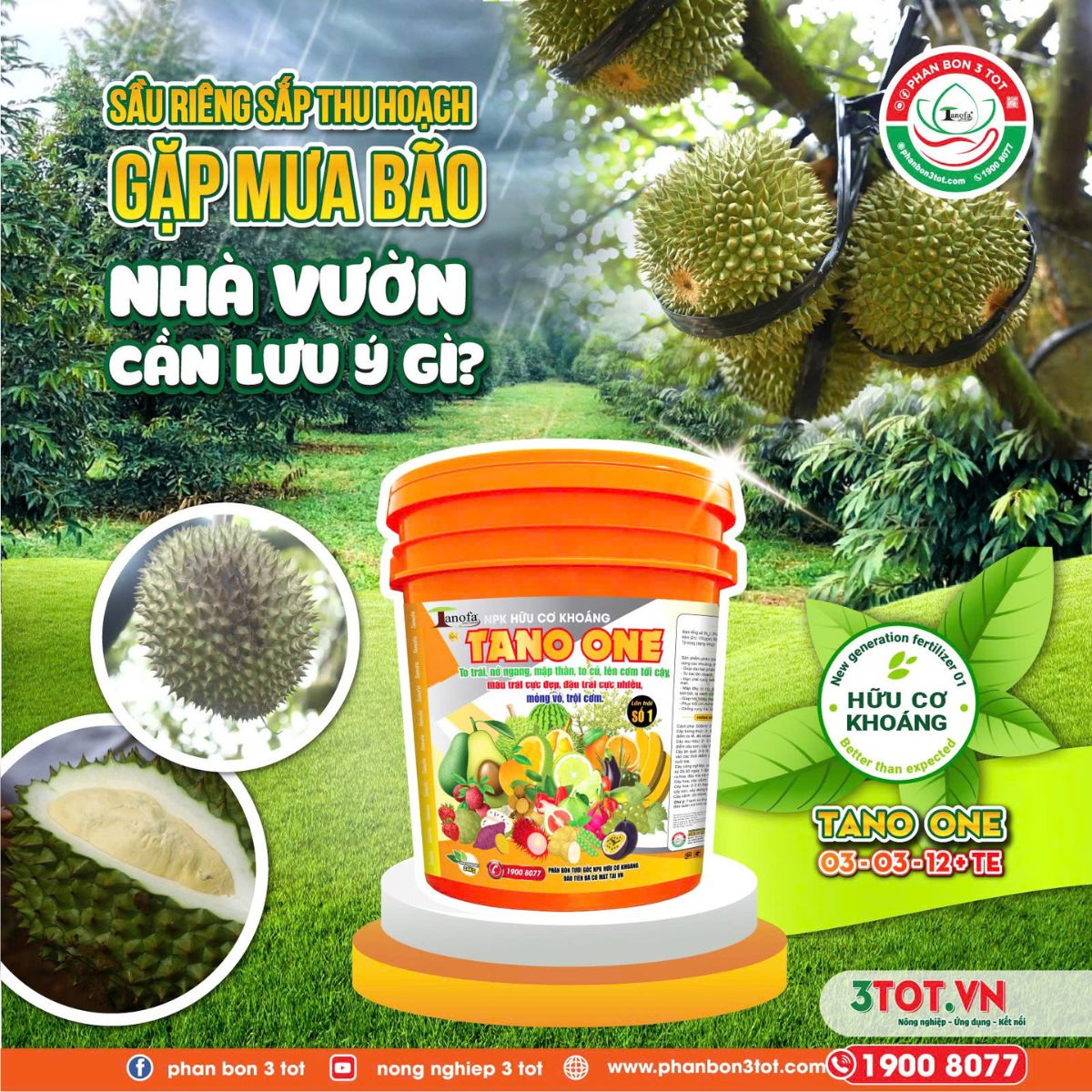 SẦU RIÊNG SẮP THU HOẠCH GẶP MƯA BÃO: LÀM SAO ĐỂ KHÔNG MẤT GIÁ? SẦU RIÊNG SẮP THU HOẠCH GẶP MƯA BÃO: LÀM SAO ĐỂ KHÔNG MẤT GIÁ?