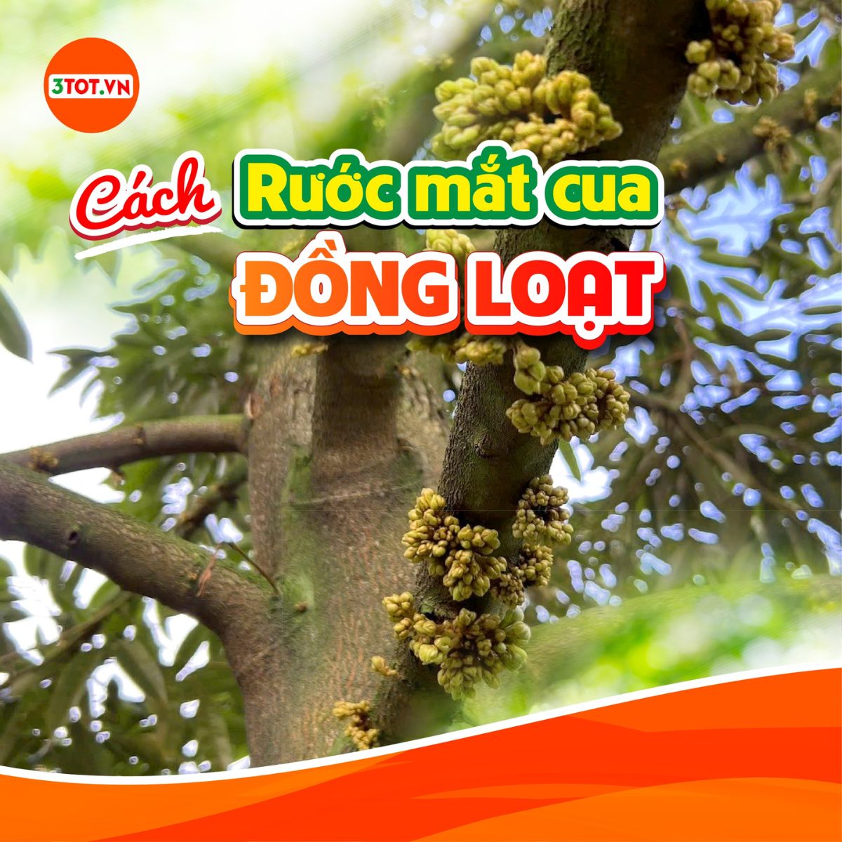 MƯA LẠNH KÉO DÀI – CÁCH RƯỚC MẮT CUA SẦU RIÊNG ĐỒNG LOẠT, BÔNG RA ĐỀU