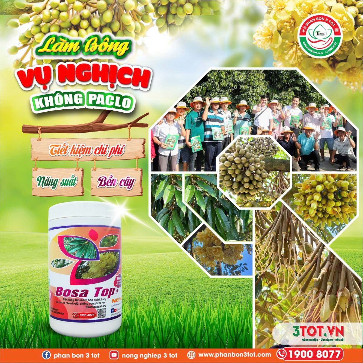 LÀM BÔNG VỤ NGHỊCH KHÔNG PACLO: NĂNG SUẤT, BỀN CÂY, TIẾT KIỆM CHI PHÍ! 