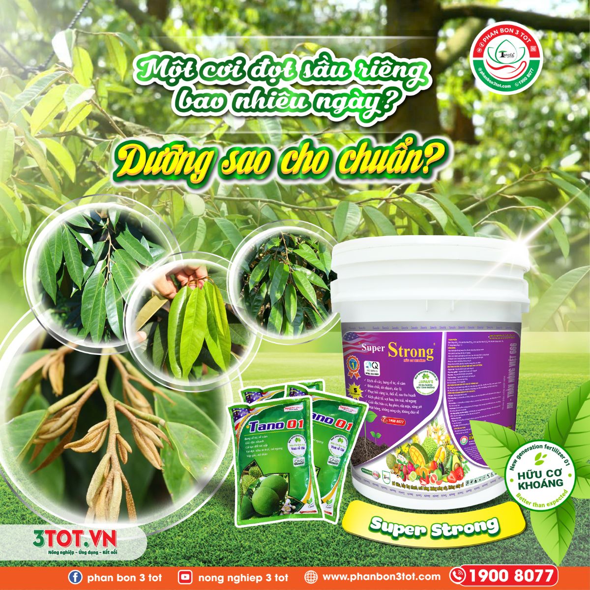 MỘT CƠI ĐỌT SẦU RIÊNG BAO NHIÊU NGÀY? DƯỠNG SAO CHO CHUẨN? MỘT CƠI ĐỌT SẦU RIÊNG BAO NHIÊU NGÀY? DƯỠNG SAO CHO CHUẨN?