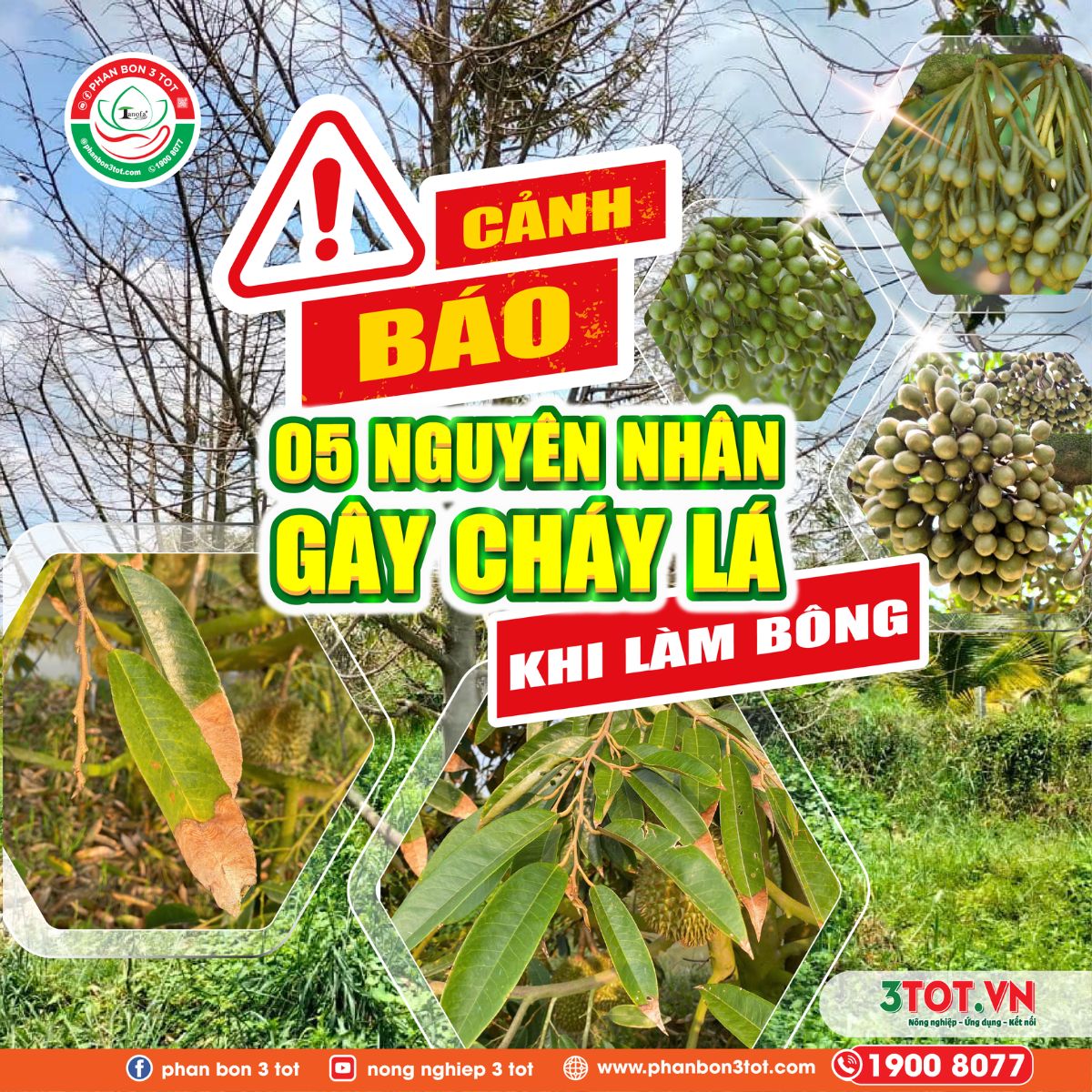CẢNH BÁO: 5 NGUYÊN NHÂN GÂY CHÁY LÁ KHI LÀM BÔNG CẢNH BÁO: 5 NGUYÊN NHÂN GÂY CHÁY LÁ KHI LÀM BÔNG