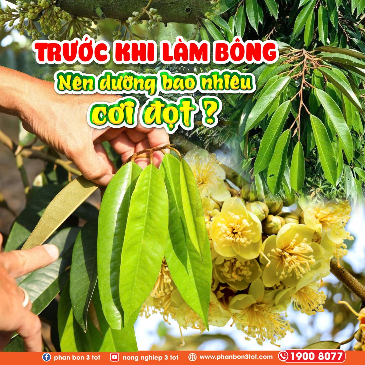 TRƯỚC KHI LÀM BÔNG NÊN DƯỠNG BAO NHIÊU CƠI ĐỌT? TRƯỚC KHI LÀM BÔNG NÊN DƯỠNG BAO NHIÊU CƠI ĐỌT?