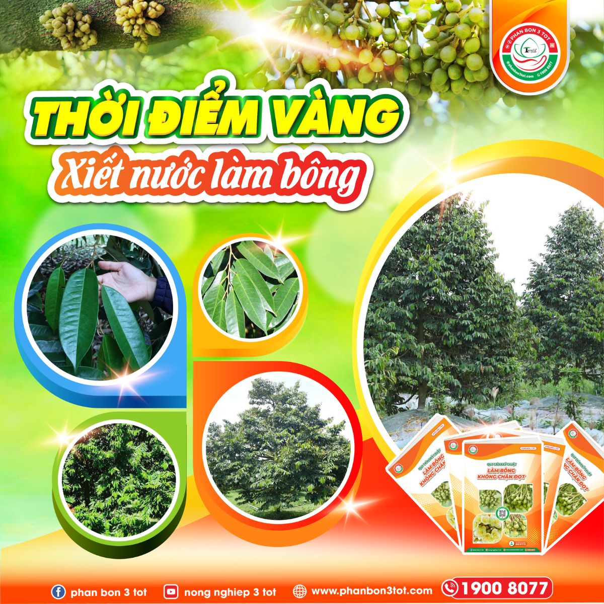 THỜI ĐIỂM VÀNG XIẾT NƯỚC TẠO MẦM GIÚP BÔNG RA ĐỒNG LOẠT! 