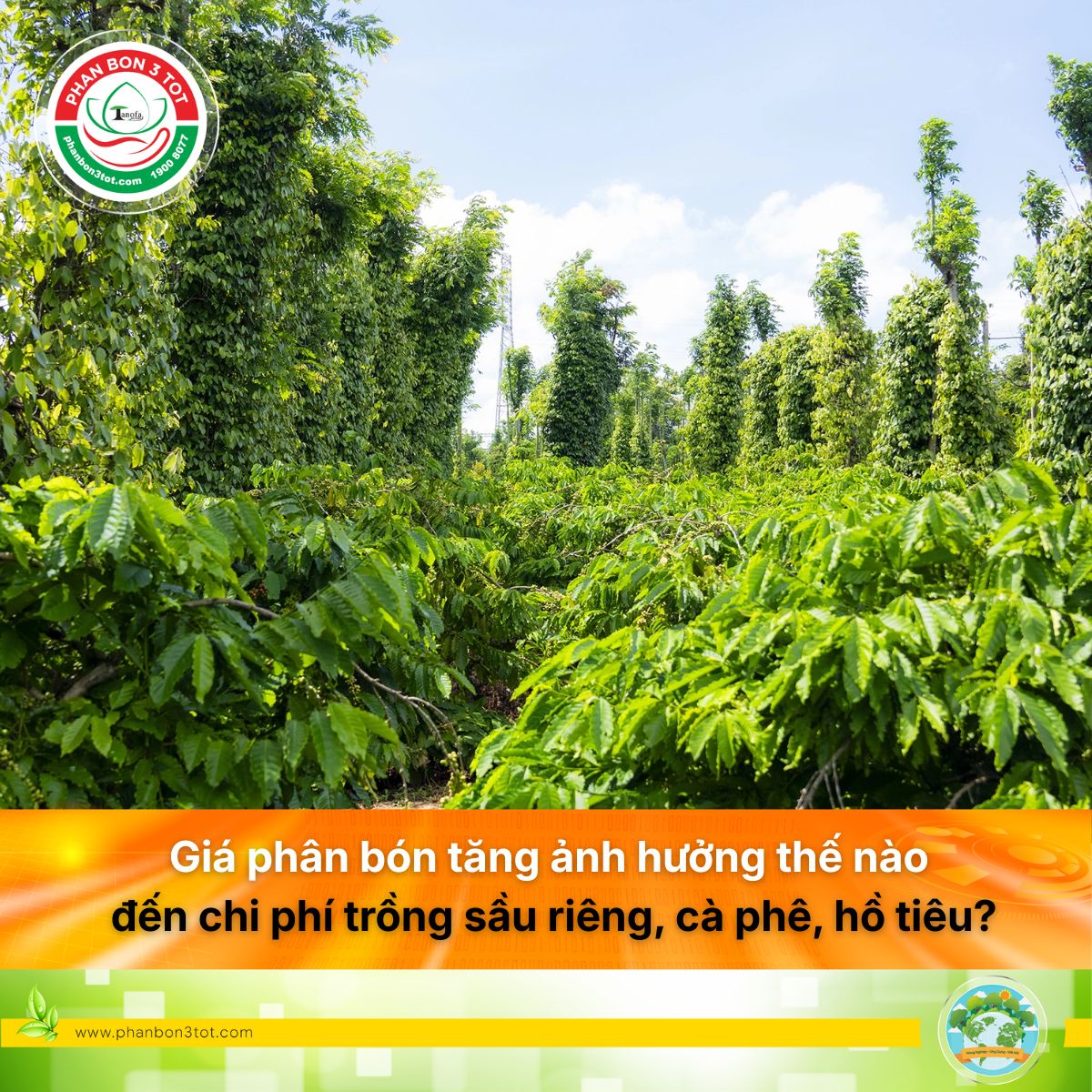 Giá phân bón tăng ảnh hưởng thế nào đến chi phí trồng sầu riêng, cà phê, hồ tiêu?