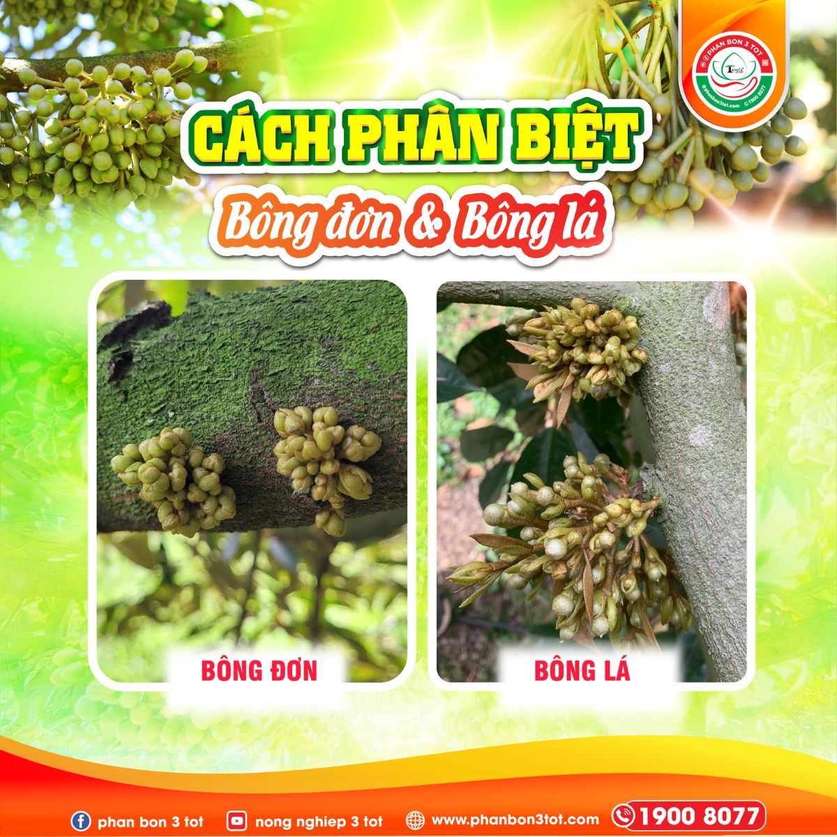 CÁCH PHÂN BIỆT BÔNG ĐƠN VÀ BÔNG LÁ SẦU RIÊNG 