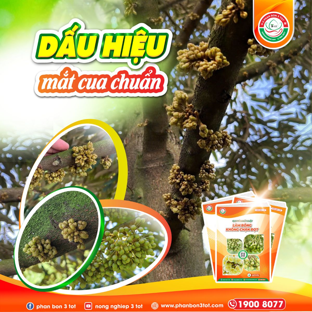 DẤU HIỆU NHẬN BIẾT MẮT CUA CHUẨN ĐỂ TIẾN HÀNH KÉO BÔNG