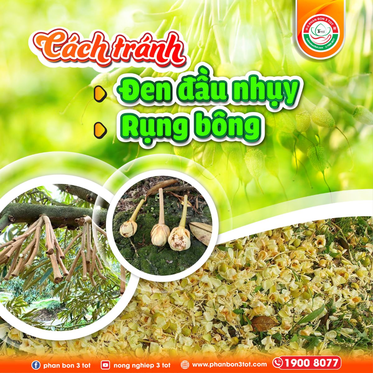 CÁCH TRÁNH ĐEN ĐẦU NHỤY, RỤNG BÔNG TRƯỚC XỔ NHỤY
