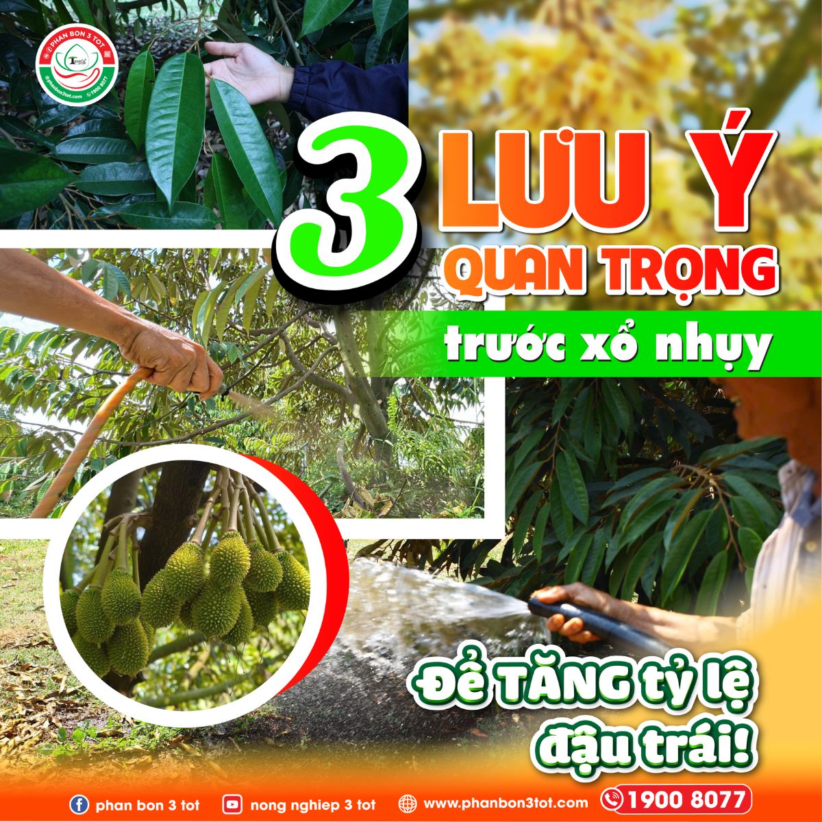 TRƯỚC SẦU RIÊNG XỔ NHỤY NÊN LÀM GÌ? 3 LƯU Ý GIÚP TĂNG TỶ LỆ ĐẬU TRÁI