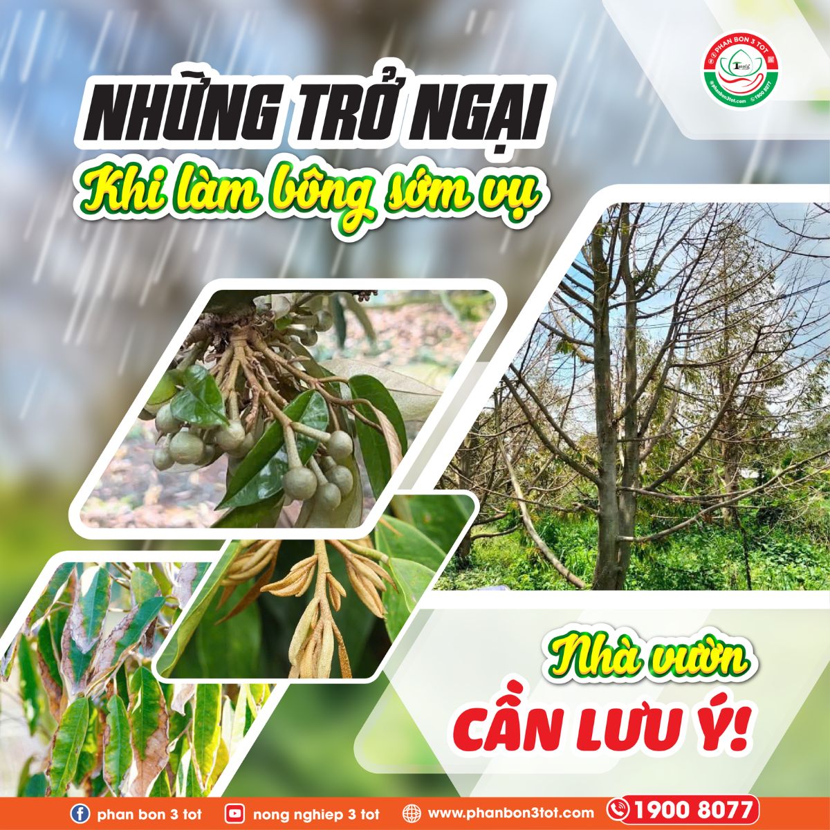 NHỮNG TRỞ NGẠI KHI LÀM BÔNG SỚM VỤ - NHÀ VƯỜN CẦN LƯU Ý! 