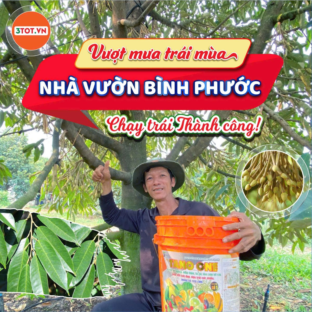 Cách giữ trái non sầu riêng mùa mưa không rụng – Kinh nghiệm nhà vườn Bình Phước