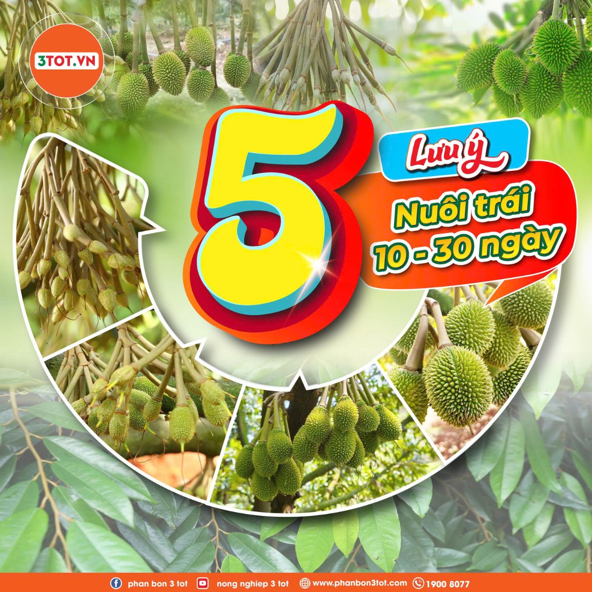 Cách nuôi trái sầu riêng 10–30 ngày: 5 lưu ý giúp hạn chế rụng trái non