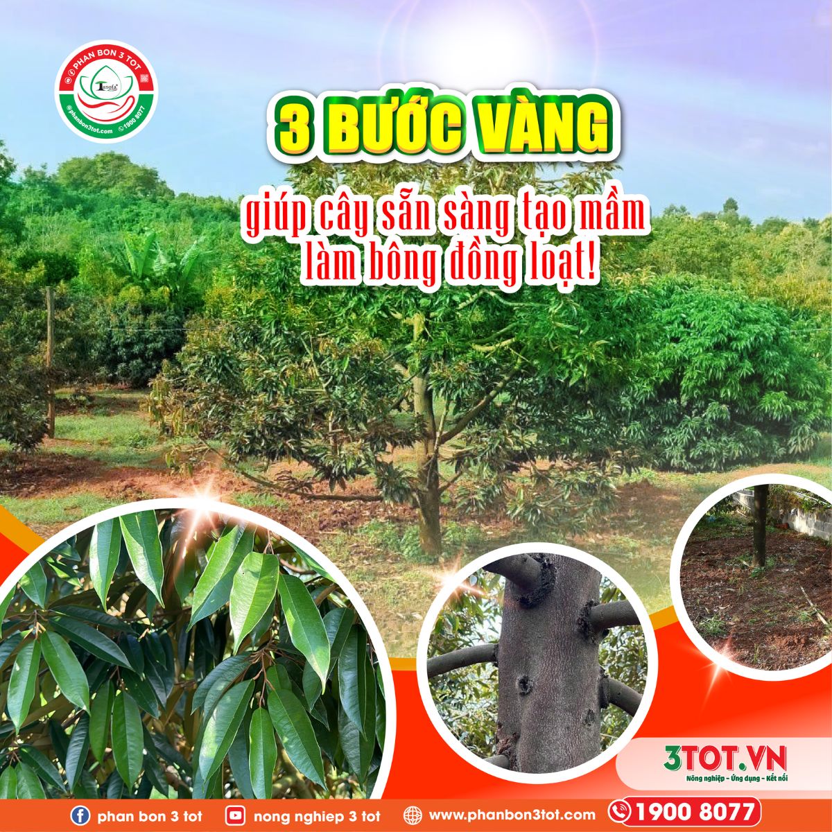 3 BƯỚC VÀNG GIÚP CÂY SẴN SÀNG TẠO MẦM LÀM BÔNG ĐỒNG LOẠT!