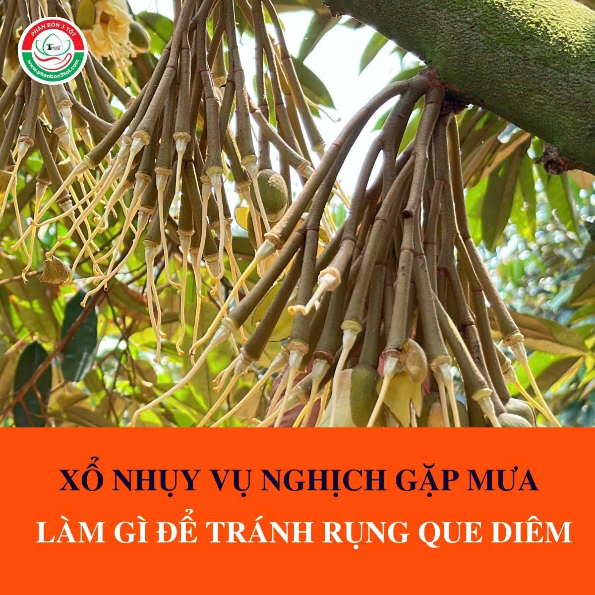 XỔ NHỤY VỤ NGHỊCH GẶP MƯA, LÀM GÌ ĐỂ TRÁNH RỤNG QUE DIÊM? XỔ NHỤY VỤ NGHỊCH GẶP MƯA, LÀM GÌ ĐỂ TRÁNH RỤNG QUE DIÊM?
