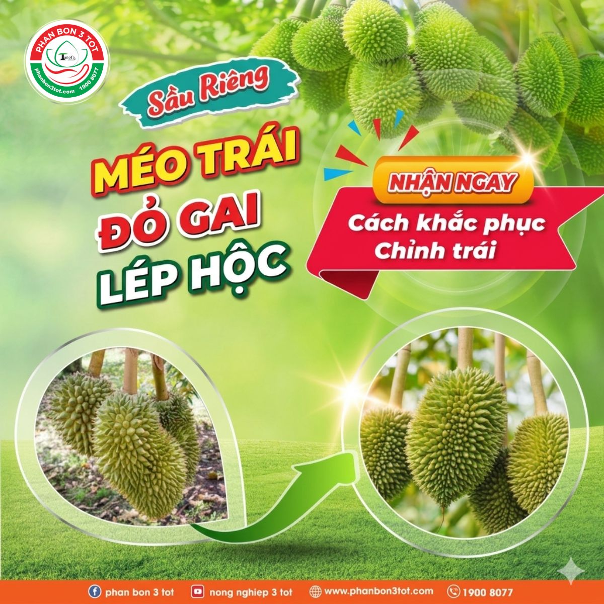 Sầu Riêng Bị Méo Trái, Đỏ Gai, Lép Hộc – Cách Chỉnh Trái Và Khắc Phục Hiệu Quả