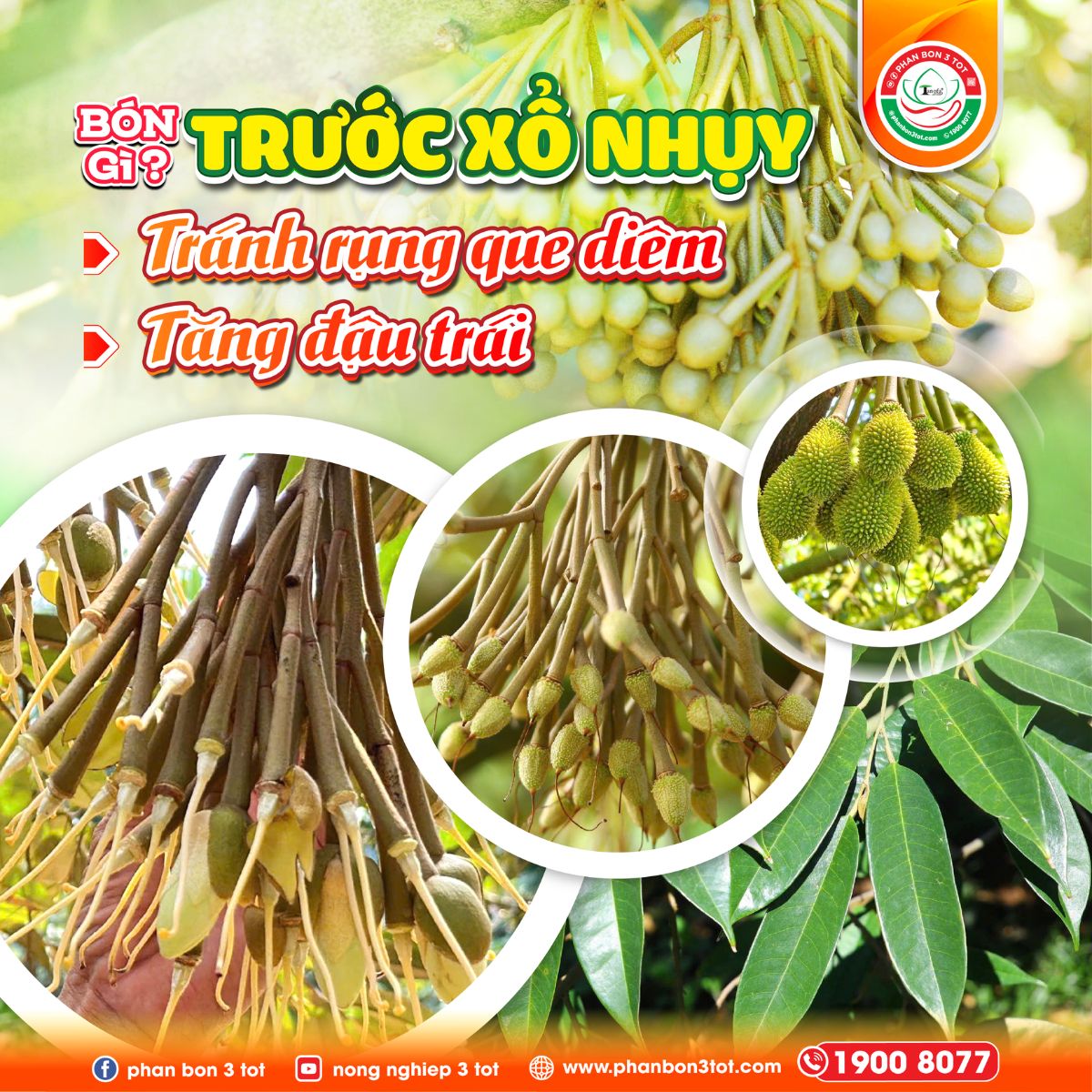 BÓN GÌ TRƯỚC XỔ NHỤY ĐỂ TĂNG ĐẬU TRÁI, TRÁNH RỤNG QUE DIÊM?