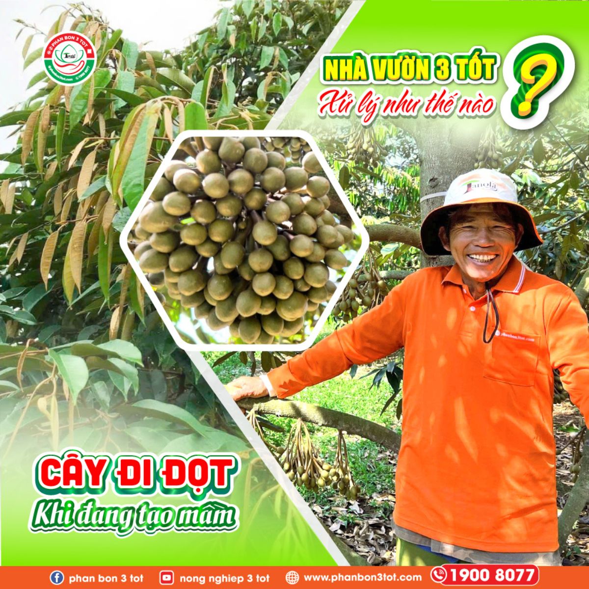 CÂY SẦU RIÊNG ĐANG TẠO MẦM MÀ ĐI ĐỌT – XỬ LÝ NHƯ THẾ NÀO?