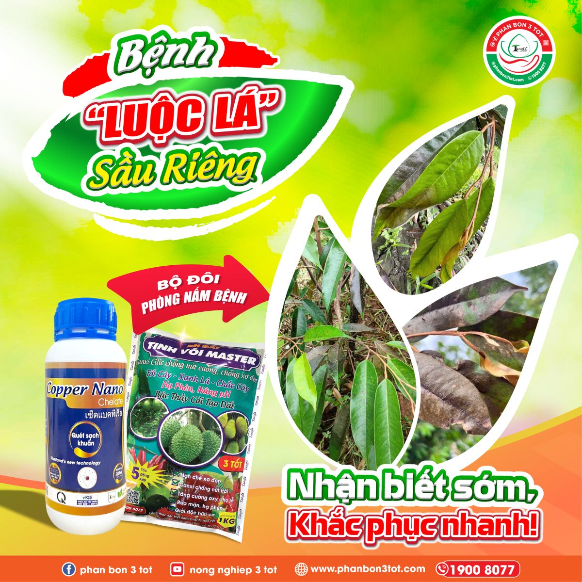 BỆNH LUỘC LÁ SẦU RIÊNG: NGUYÊN NHÂN & CÁCH PHÒNG NGỪA HIỆU QUẢ 