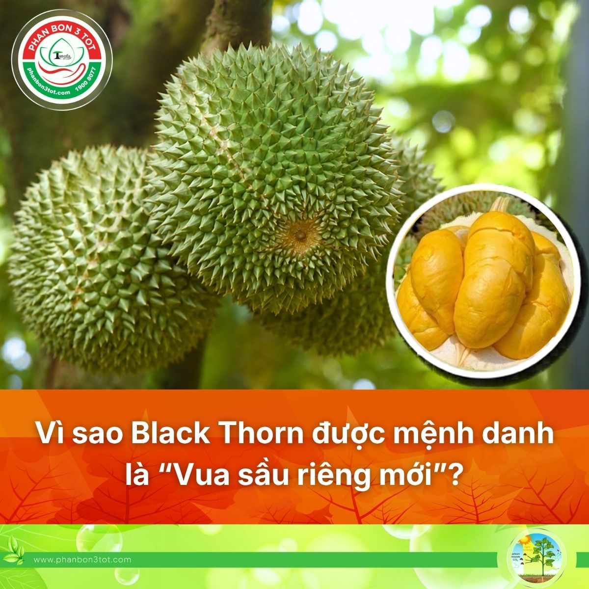 VÌ SAO BLACK THORN ĐƯỢC MỆNH DANH LÀ “VUA MỚI” CỦA THỊ TRƯỜNG SẦU RIÊNG?