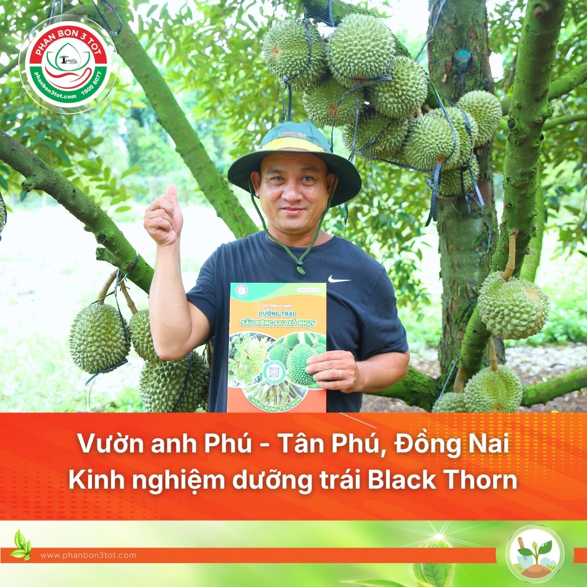 Vườn anh Phú - Tân Phú, Đồng Nai: Chia sẻ kinh nghiệm dưỡng trái Black Thorn ổn định qua nhiều vụ &nbsp;