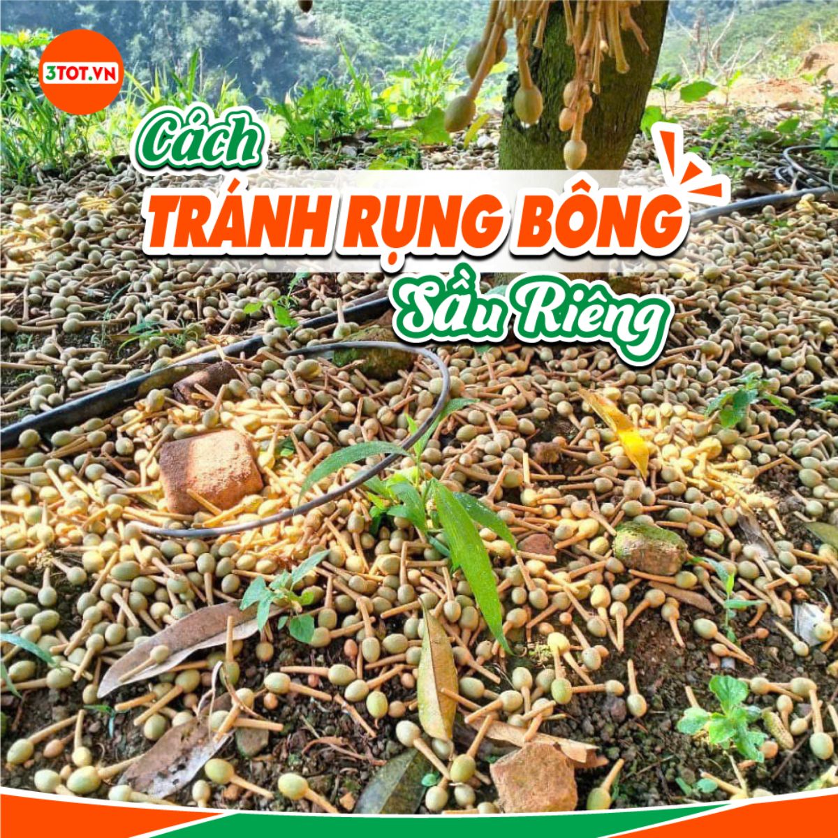 CÁCH TRÁNH RỤNG BÔNG SẦU RIÊNG HÀNG LOẠT! 