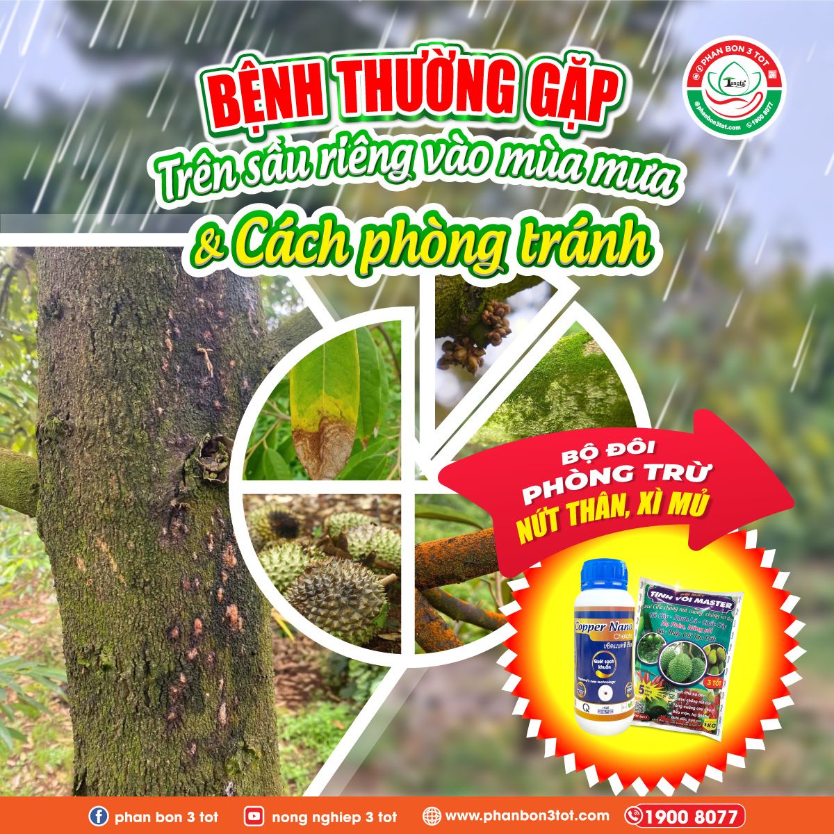 BỆNH THƯỜNG GẶP TRÊN SẦU RIÊNG VÀO MÙA MƯA & CÁCH PHÒNG TRÁNH