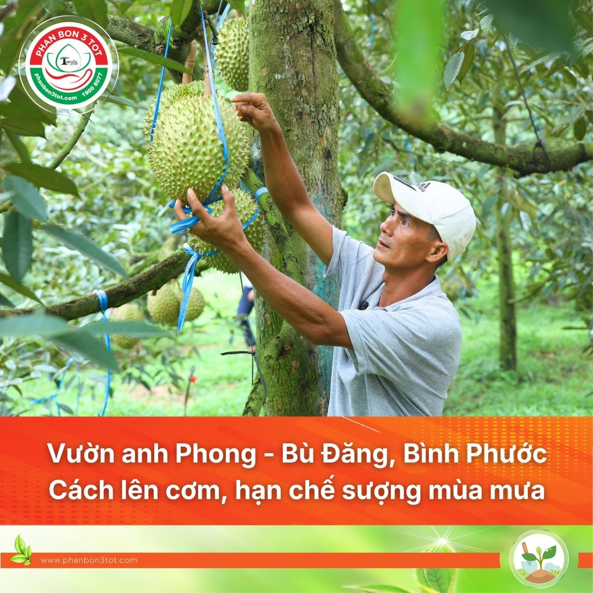 Vườn anh Phong – Bù Đăng, Bình Phước: Giao lưu thực tế cách lên cơm, hạn chế sượng Monthong mùa mưa