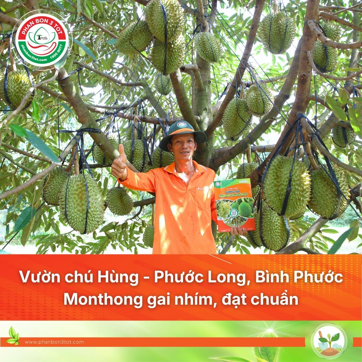 Vườn Chú Hùng - Phước Long, Bình Phước: Cách Dưỡng Trái Monthong Gai Nhím, Lên Cơm Đẹp Từ Mô Hình Tán Lùn Thu 25 Tấn