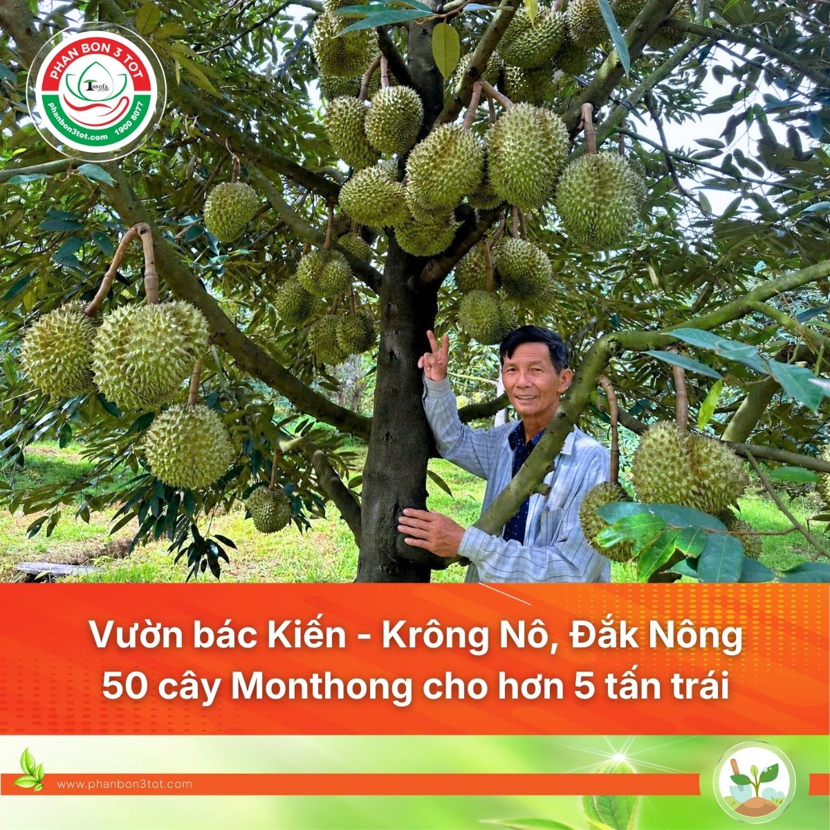 Vườn Bác Kiến – Krông Nô, Đắk Nông: 50 Cây Tán Lùn Monthong Đạt Hơn 5 Tấn Nhờ Quy Trình 3 TỐT