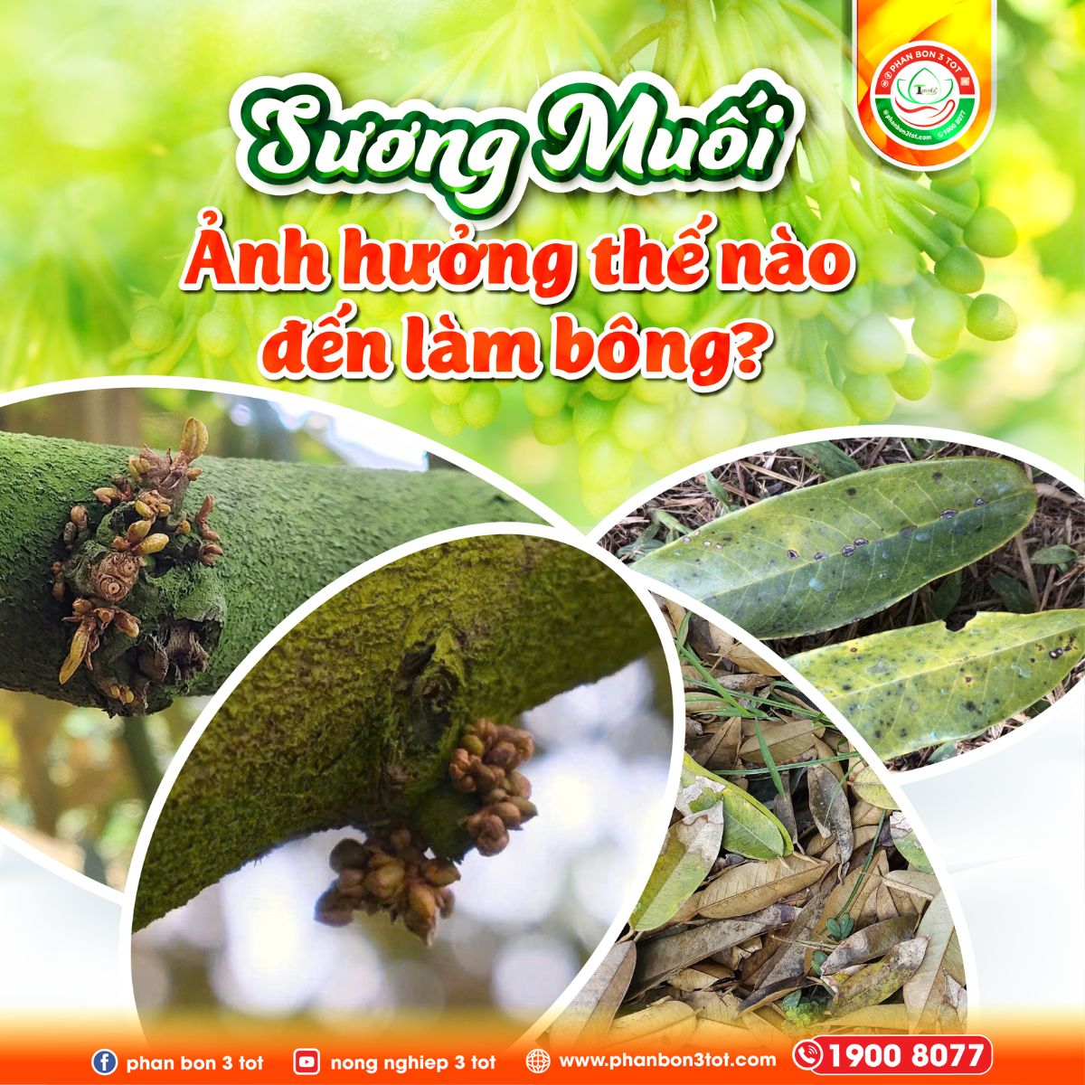 SƯƠNG MUỐI ẢNH HƯỞNG NHƯ THẾ NÀO ĐẾN QUÁ TRÌNH LÀM BÔNG SẦU RIÊNG?